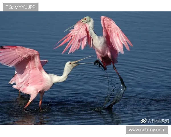 跳水运动的魅力与挑战:探索技术演变、训练要点与顶级赛事的精彩瞬间